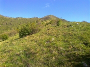 MONTE CORNIZZOLOo 1240 m/s.l.m. – sabato 28 aprile 2012 - FOTOGALLERY